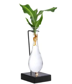 Waterplant Drachenbaum im Glas - Dracaena fragrans 'Burley', mit LED