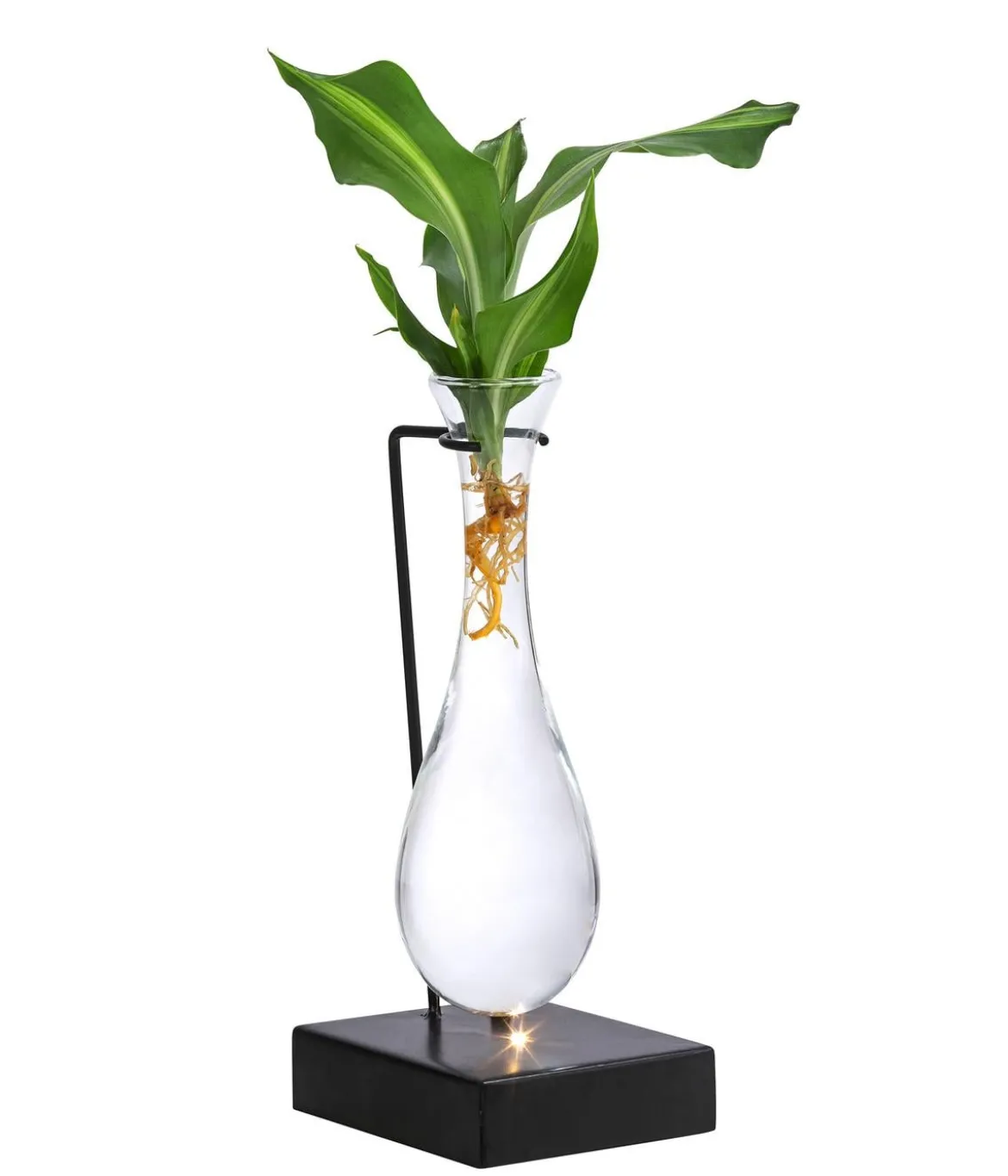 Waterplant Drachenbaum im Glas - Dracaena fragrans 'Burley', mit LED