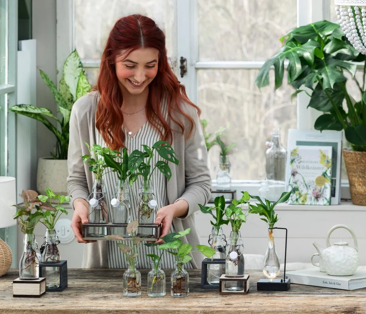 Waterplant Drachenbaum im Glas - Dracaena fragrans 'Burley', mit LED