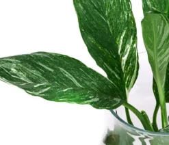 Waterplant Einblatt im Glas, Spathiphyllum variegata 'Diamond', ca. 30 cm