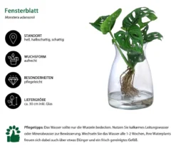 Waterplant Fensterblatt im Glas - Monstera adansonii, ca. 30 cm