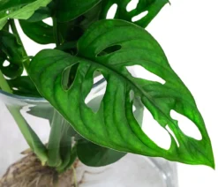 Waterplant Fensterblatt im Glas - Monstera adansonii, ca. 30 cm