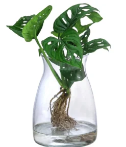 Waterplant Fensterblatt im Glas - Monstera adansonii, ca. 30 cm