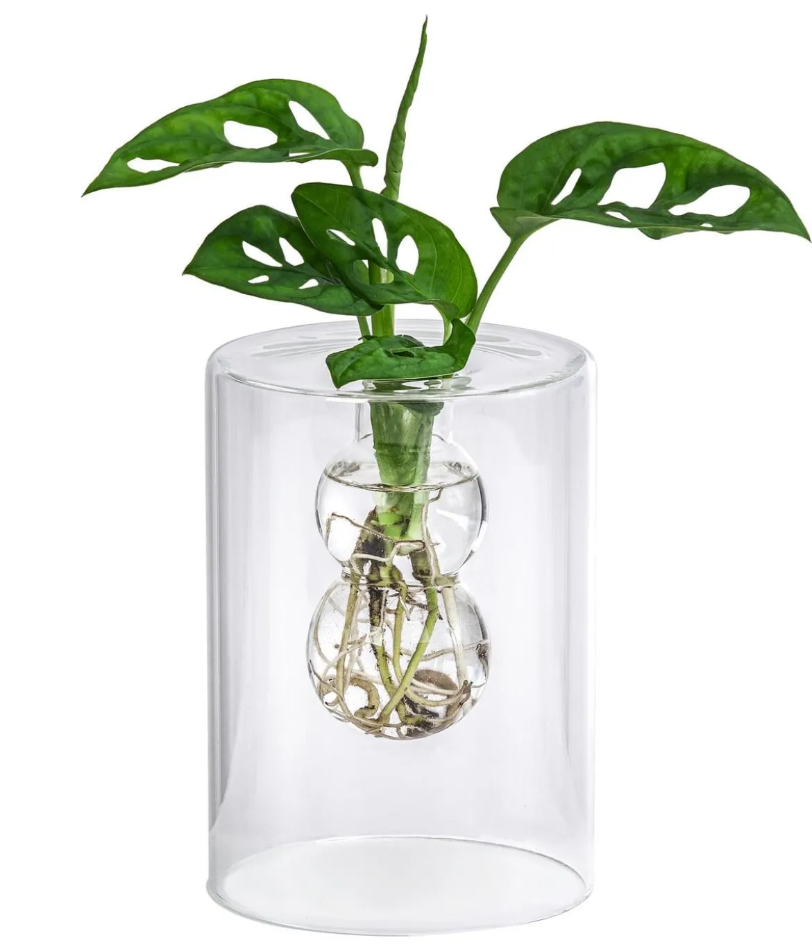 Waterplant Fensterblatt im Glas - Monstera adansonii, ca. 30 cm