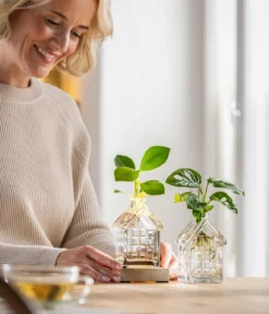 Waterplant Fensterblatt im Häuschen - Monstera adansonii