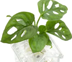 Waterplant Fensterblatt im Häuschen - Monstera adansonii