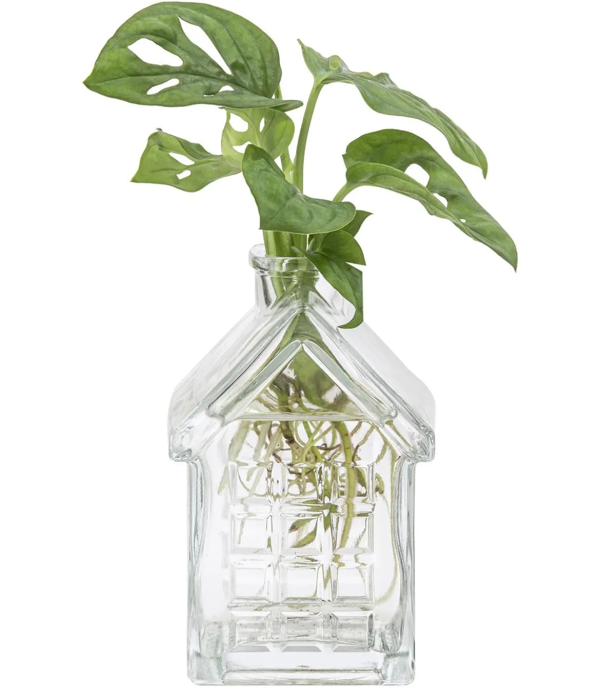 Waterplant Fensterblatt im Häuschen - Monstera adansonii