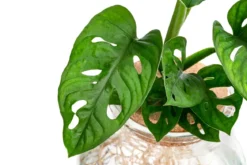 Waterplant Fensterblatt im Kugelglas - Monstera adansonii, ca. 25 cm