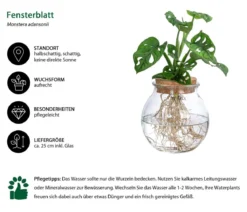 Waterplant Fensterblatt im Kugelglas - Monstera adansonii, ca. 25 cm