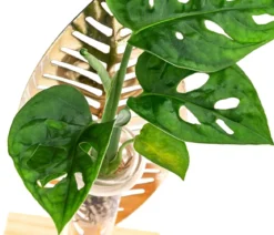 Waterplant Fensterblatt Verona im Reagenzglas - Monstera adansonii