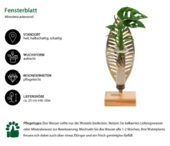 Waterplant Fensterblatt Verona im Reagenzglas - Monstera adansonii