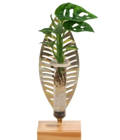 Waterplant Fensterblatt Verona im Reagenzglas - Monstera adansonii