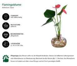 Waterplant Flamingoblume im rosa Glas - Anthurium 'Rosa Champion'