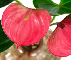 Waterplant Flamingoblume im rosa Glas - Anthurium 'Rosa Champion'