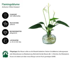 Waterplant Flamingoblume im grünen Glas - Anthurium 'White Champion'