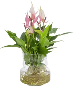 Waterplant Flamingoblume im Glas - Anthurium 'Lilli'