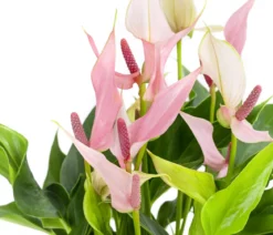 Waterplant Flamingoblume im Glas - Anthurium 'Lilli'
