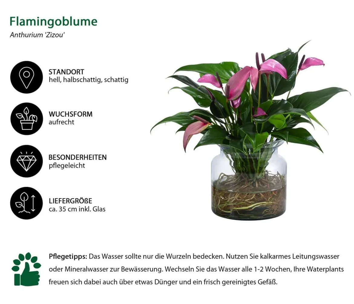 Waterplant Flamingoblume im Glas - Anthurium 'Zizou'