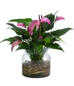 Waterplant Flamingoblume im Glas - Anthurium 'Zizou'