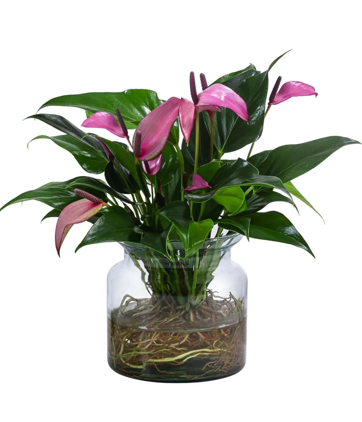 Waterplant Flamingoblume im Glas - Anthurium 'Zizou'