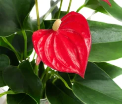 Waterplant Flamingoblume im Glas - Anthurium 'Red Champion'