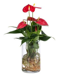 Waterplant Flamingoblume im Glas - Anthurium 'Red Champion'
