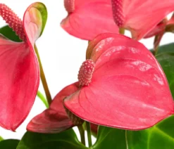 Waterplant Flamingoblume im Glas - Anthurium 'Rosa Champion'