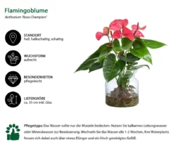 Waterplant Flamingoblume im Glas - Anthurium 'Rosa Champion'