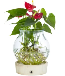 Waterplant Flamingoblume im Kugelglas - Anthurium 'Red Champion', mit LED