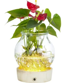 Waterplant Flamingoblume im Kugelglas - Anthurium 'Red Champion', mit LED