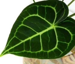 Waterplant Herzblattblume im Glas - Anthurium Clarinervium