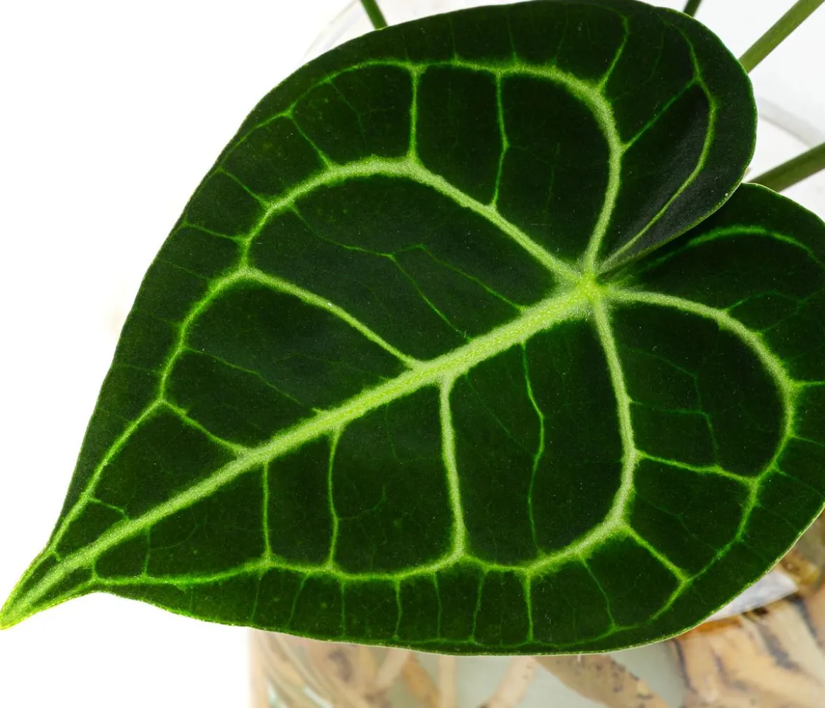 Waterplant Herzblattblume im Glas - Anthurium Clarinervium