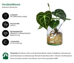 Waterplant Herzblattblume im Glas - Anthurium Clarinervium