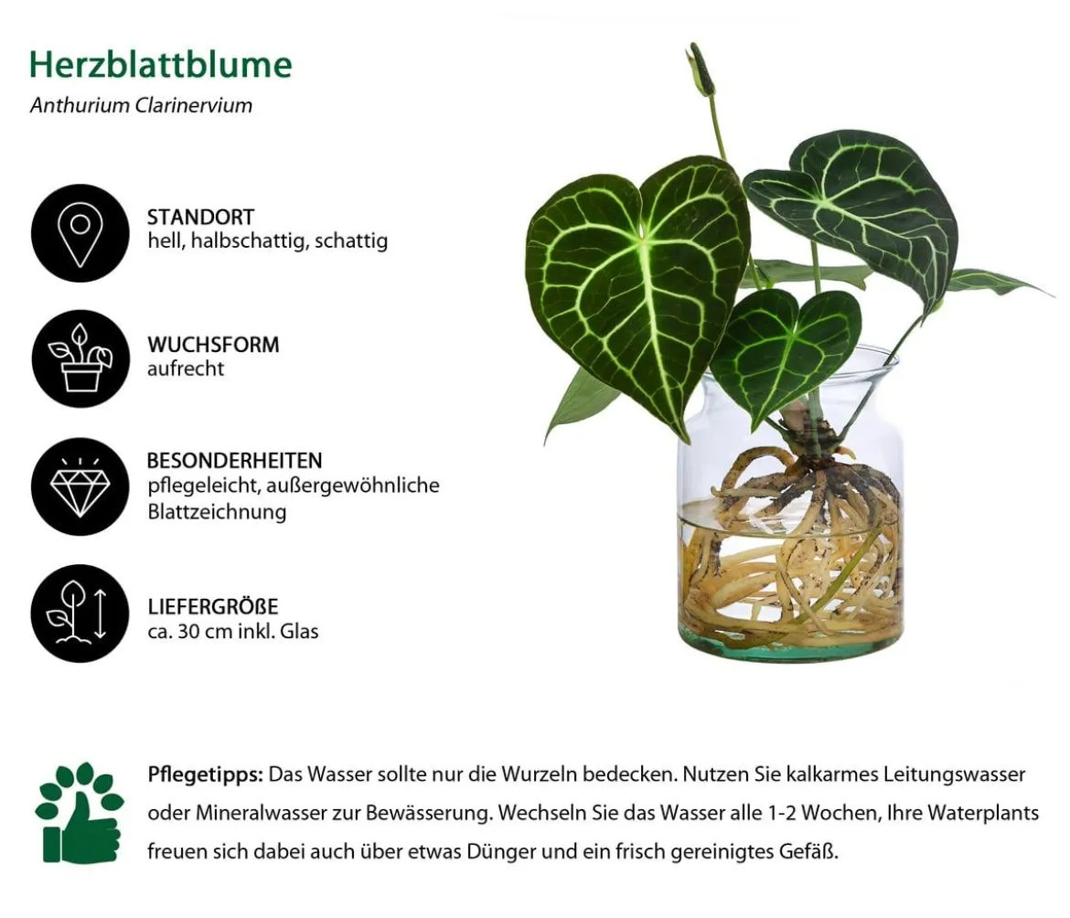 Waterplant Herzblattblume im Glas - Anthurium Clarinervium
