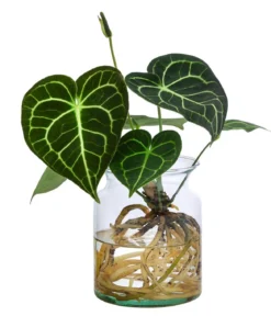 Waterplant Herzblattblume im Glas - Anthurium Clarinervium