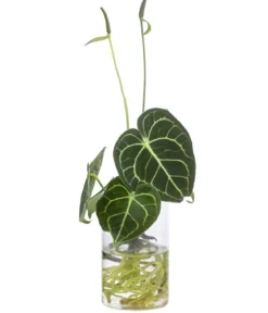 Waterplant Herzblattblume im kleinen Glas - Anthurium Clarinervium