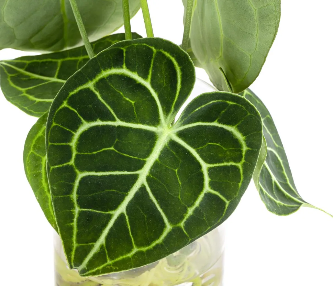 Waterplant Herzblattblume im kleinen Glas - Anthurium Clarinervium
