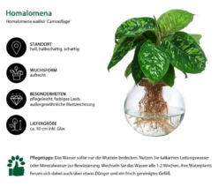Waterplant Homalomena im Kugelglas - Homalomena wallisii 'Camouflage', ca. 30 cm