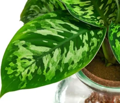 Waterplant Homalomena im Kugelglas - Homalomena wallisii 'Camouflage', ca. 30 cm
