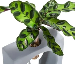 Waterplant Korbmarante Manilla im Reagenzglas - Calathea insigne
