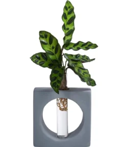 Waterplant Korbmarante Manilla im Reagenzglas - Calathea insigne