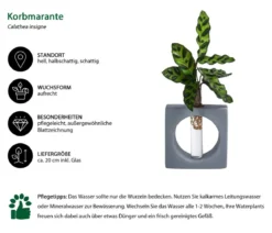 Waterplant Korbmarante Manilla im Reagenzglas - Calathea insigne
