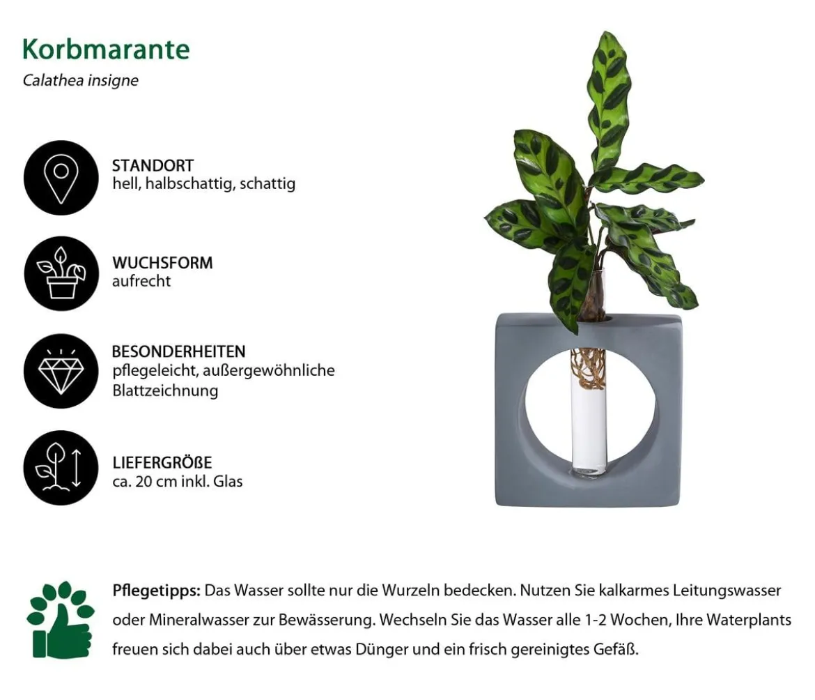 Waterplant Korbmarante Manilla im Reagenzglas - Calathea insigne