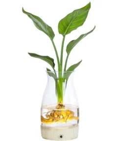 Waterplant Paradisvogelblume im Glas - Strelizia reginae, mit LED