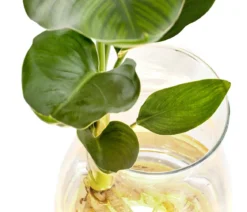 Waterplant Paradisvogelblume im Glas - Strelizia reginae, mit LED