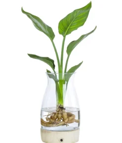 Waterplant Paradisvogelblume im Glas - Strelizia reginae, mit LED