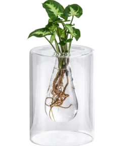 Waterplant Purpurtute im Glas - Syngonium podophyllum 'Arrow', ca. 30 cm
