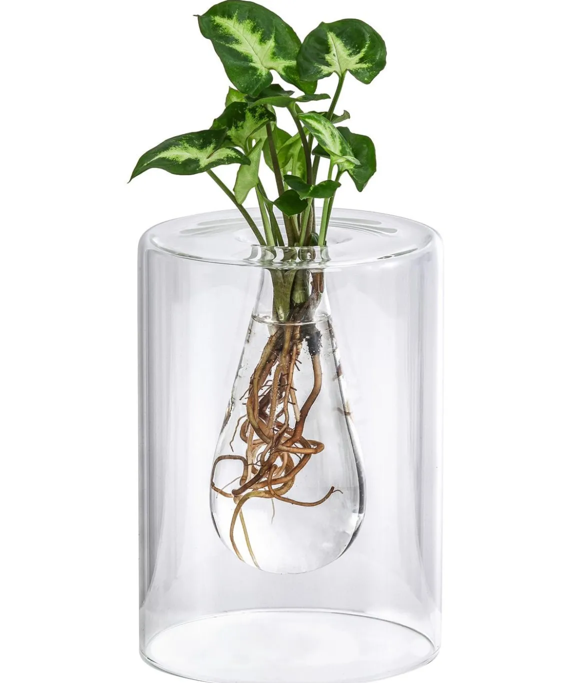 Waterplant Purpurtute im Glas - Syngonium podophyllum 'Arrow', ca. 30 cm