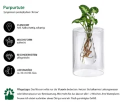 Waterplant Purpurtute im Glas - Syngonium podophyllum 'Arrow', ca. 30 cm