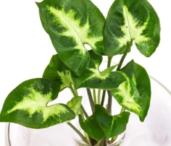 Waterplant Purpurtute im Glas - Syngonium podophyllum 'Arrow', ca. 30 cm